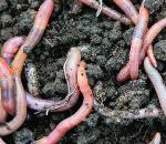 What do worms mean in a dream?